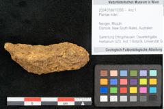 Foto (Objekt + Etikett) von Plantae indet.  (NHMW-GEO-2024-0188-10396)
